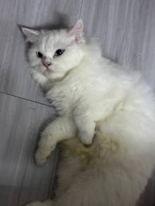 mating (kawinkan) untuk kucing betina