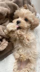 Alluring Poodle Little Bear Puppy Puppy