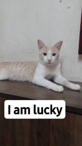 Cats for adoption 