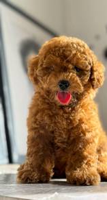 cavapoo puppy@