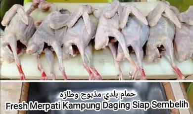 Daging Burung Merpati Kampung Siap Proses
