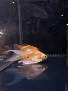 Mayan Koi Fish