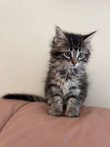 Persian Mix Mainecoon Kitten