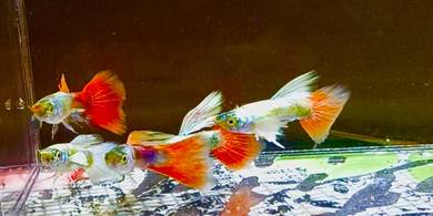 ikan guppy mur mur