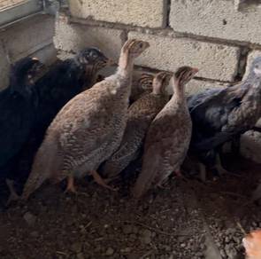 Anak Ayam Mutiara