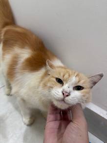 Free Adoption - Persian mix Domestic short hair