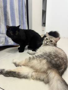 kucing grey dan black