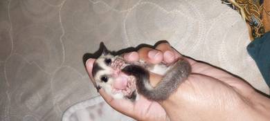 Sugar Glider 