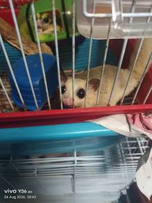 sugar glider female 