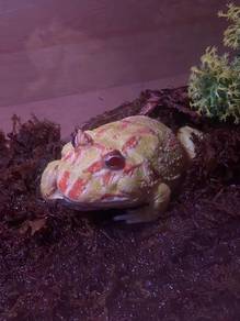 Albino Pacman Frog