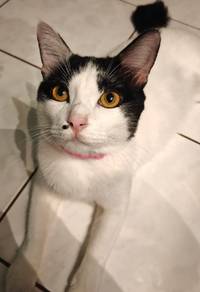 boy cat 