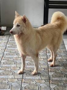 Pet dog looking for mating. 