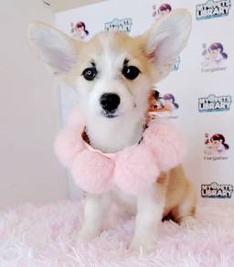 WELSH Corgi