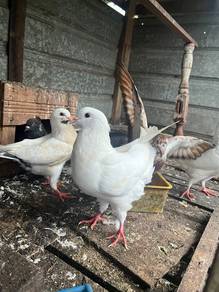 burung merpati baka besar
