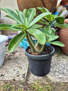 Adenium
