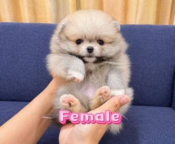 Pomeranian Bear Face Female Puppy PROMO