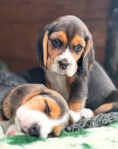 Beagle8