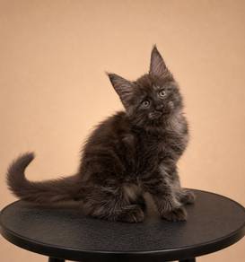 Mainecoon Smoked Grey