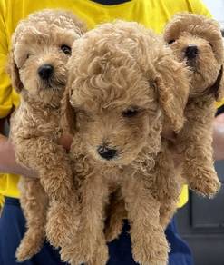Toy poodle 