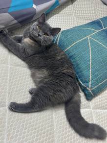 BSH female