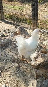 Ayam Brahma 