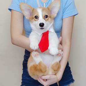 Corgi
