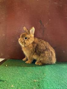 Netherland dwarf for sale