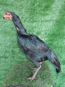 Induk Ayam Ratu Betina Sg ( super green)