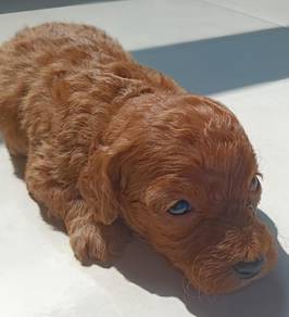 Brown Maltipoo Puppy 