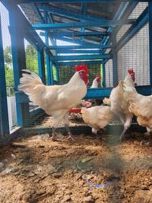 Ayam jantan Bresse