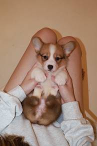 J0918 Corgi Cute Big Ears Puppy