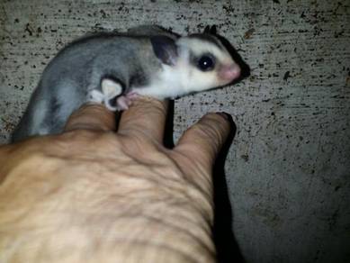 Sugar Glider White Faced