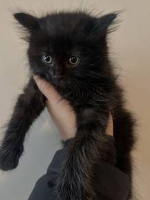 Black Mix Persian Mainecoone Kitten