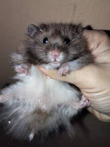 hamster bigbone 