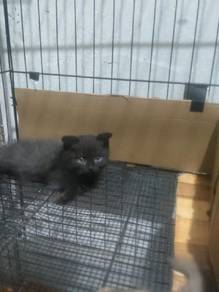 rehome bsh Scottish fold 