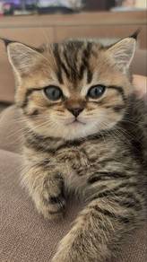 Bsh Tabby Kitten