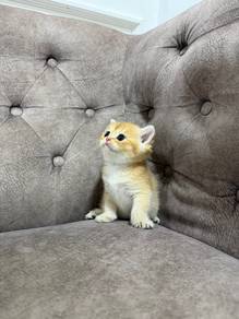 Baby Golden Female