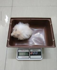 Syrian Hamster Big Bone Male