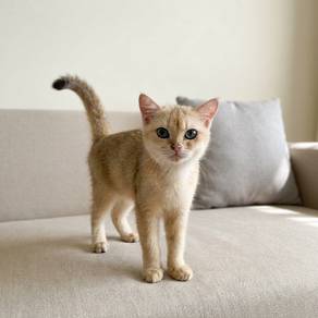 British Shorthair Female