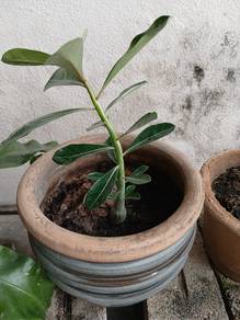 various types of plants