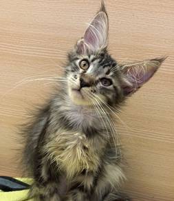 Mainecoon Female