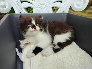 TOPs A-GRADE Yujiro Black White Curl Ragdoll cat