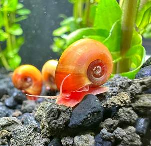 Apple snail Ramshorn snail