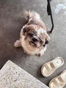 Shihtzu 