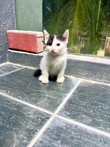 Cat Kitten mix British silver