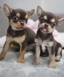CHIHUAHUA PUPPIES VIP255🌷Head Apple Cute Dog