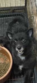 pomeranian for sale 