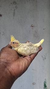 Burung cockateil