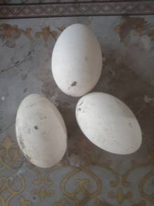 Telur Angsa untuk jual