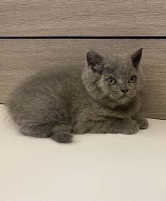 BSH male Kitten for sale.